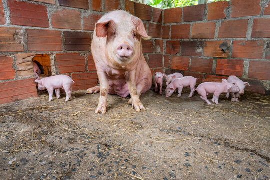 Mother pig resting in a rustic pen with lively piglets exploring a hole in a brick wall and rooting on the floor, evoking motherhood and small-scale livestock farming