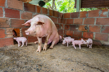 Sow pig sitting in a brick pen with her young piglets walking around, showing animal agriculture and a rural farm environment © VICTOR A ARGUELLO