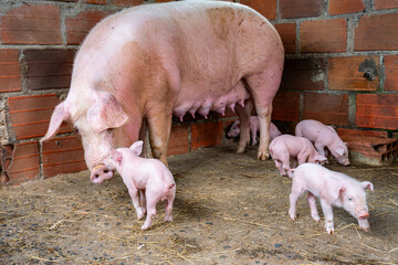 Mother sow standing with her young piglets in a brick pen, depicting farm life, animal care, and the nurturing aspects of motherhood and livestock raising © VICTOR A ARGUELLO
