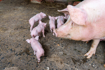 Mother sow and her young piglets huddling together inside a barn, representing farming, sustainable agriculture, and animal husbandry practices © VICTOR A ARGUELLO
