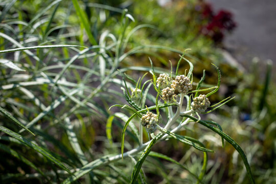 Anaphalis javanica flower, the Javanese edelweiss, a species of flowering plant found mostly in mountainous regions in  Indonesia