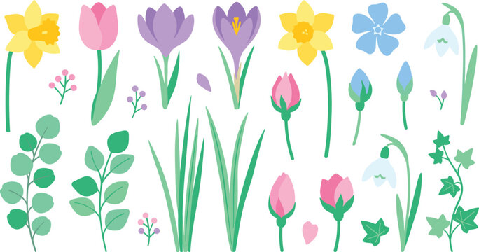 Spring flower and botanical element collection featuring tulips, daffodils, crocuses, leaves, buds and garden foliage illustrations