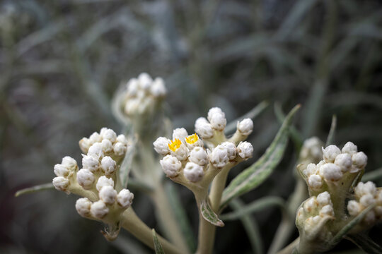 Anaphalis javanica flower, the Javanese edelweiss, a species of flowering plant found mostly in mountainous regions in  Indonesia