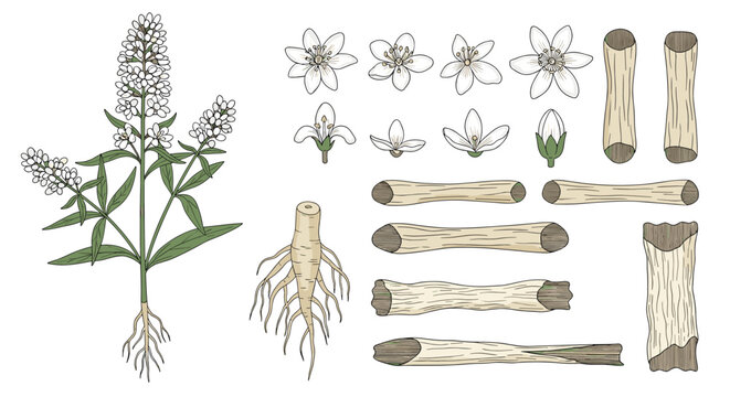 Botanical study of a flowering plant featuring detailed views of its root system, white flower blooms, and woody stem sections.
