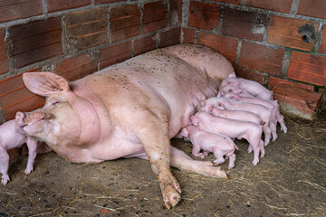Sow feeding multiple hungry piglets in a farm pen near a brick wall, baby pigs suckling their mother, showing livestock agricultural practices and animal welfare © VICTOR A ARGUELLO