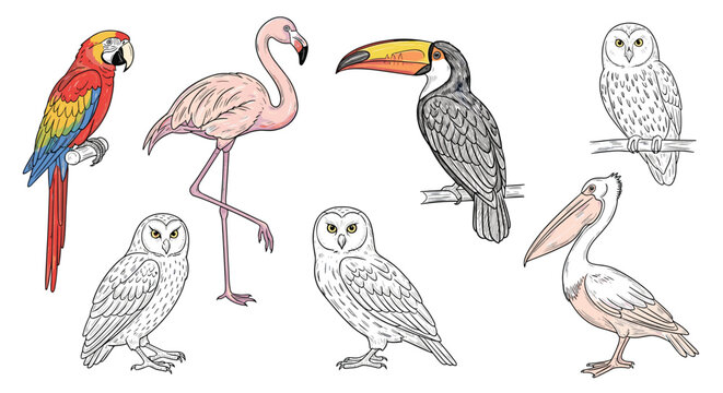 Hand drawn collection of various bird species including a colorful parrot, flamingo, toucan, owls, and a pelican for nature study or zoo art.