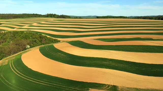 Aerial drone view of expansive curved contour-farmed fields with alternating golden and green crop bands stretching to a forested hilltop, Moravia, Czech Republic.