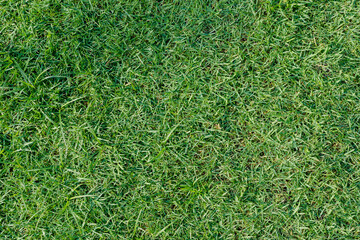 Obraz premium Top view of dense green lawn grass turf texture background. Fresh outdoor football field turfgrass surface pattern for sports landscape design.