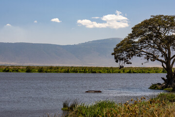 Hippopotamus submerged in water near an acacia tree with the crater wall background in Ngorongoro Crater National Park Tanzania © Joao Vieira