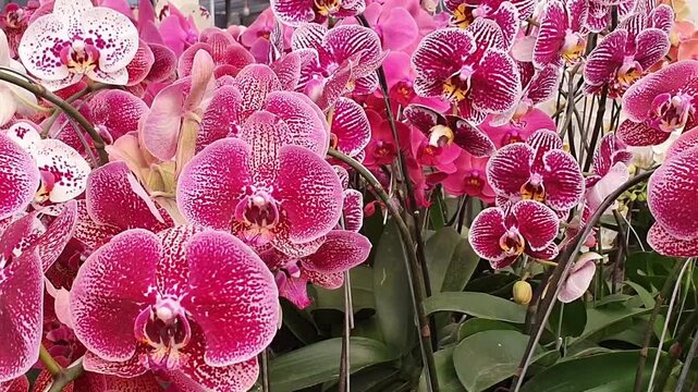 purple and white orchids video in a greenhouse 