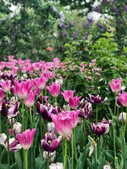 Obraz premium Field of Tulips