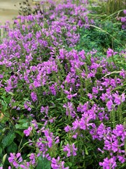 Obraz premium purple flowers in the garden