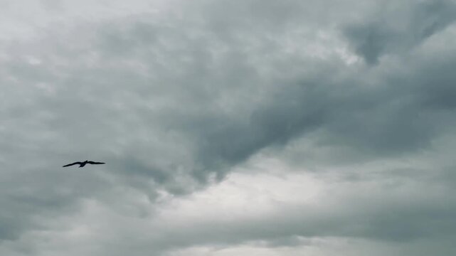 A solitary seabird glides above the ocean surface with dramatic storm clouds forming on the horizon, creating a powerful marine wildlife scene