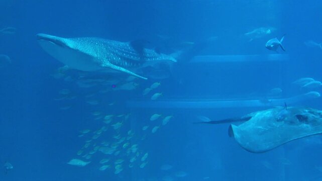 The Whale shark and schools of various tropical fish including the Giant trevally and the Bigeye trevally swimming underwater. Close up shot of Rhincodon typus. 4K 