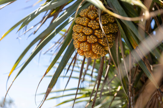 Close up of pandanus fruit growing on coastal tree in Queensland Australia