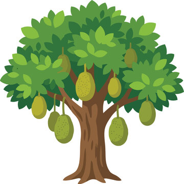 Green Jackfruit Tree with Ripe Fruit Hanging