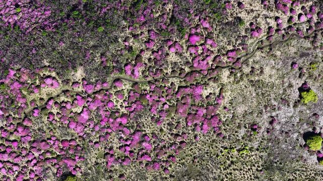 初夏の久住高原 ミヤマキリシマ群生地の空撮風景
