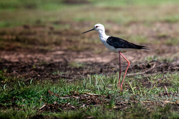 Obraz premium Black-winged Stilt in its Habitat: A striking Black-winged Stilt, characterized by its slender long legs and distinctive black and white plumage, stands gracefully in a shallow, marshy wetland area.