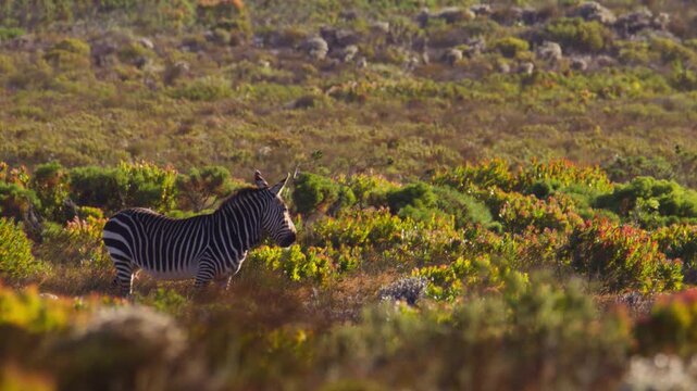 Solitary Cape Mountain Zebra standing on a rocky hillside chewing and eating while looking off into the distance with ears perked, slow motion