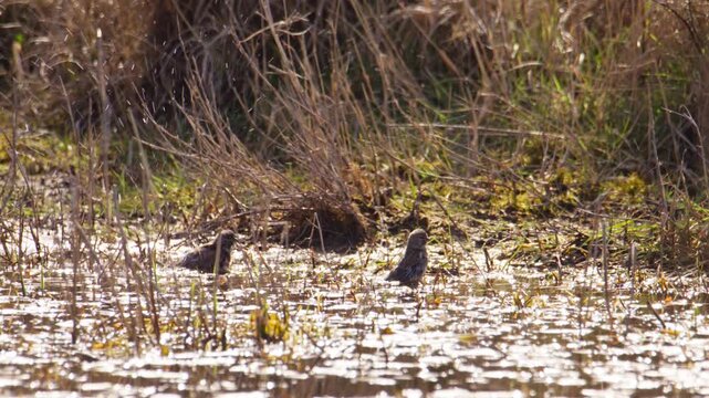 Two skylarks bathing and splashing in the shallows of a marshy pond on a bright sunny day in early spring