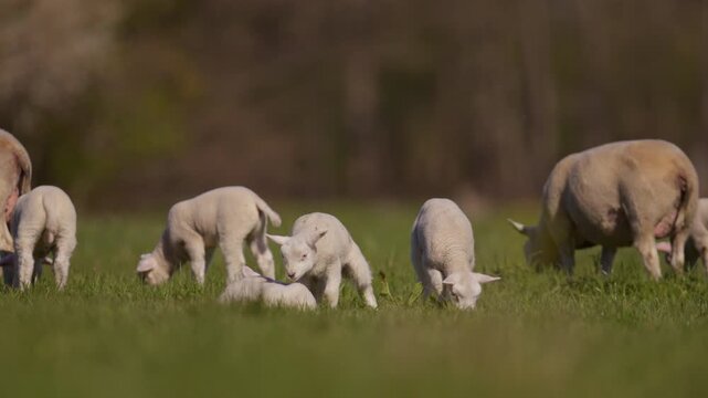 Flock of sheep with a lot of lambs ina bright green field laying down for a nap as adult sheep graze nearby, close up