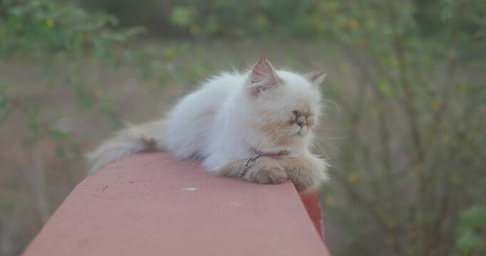 White Persian cat resting on a wall outdoors, fluffy domesticated kitten with long hair and a flat face enjoying an escape to nature, pet animal in a natural environment