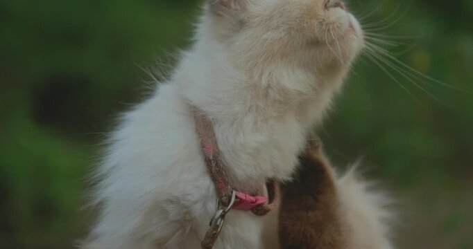 Close up of fluffy grumpy cat scratching itself outdoors