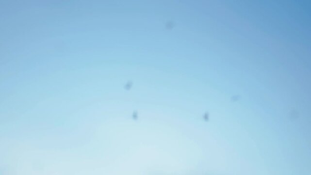 A swarm of insects. Flying insects. Chaotic, rapid movement of insects. 4k footage