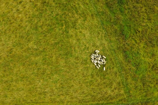 Aerial drone top-down photo of a flock of Suffolk sheep on green pasture