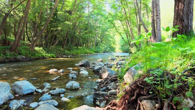 Big Sur mountain stream flows downstream toward sunlit trees. Low-angle shot with leaves rustling gently in the wind. Perfect nature b-roll.
