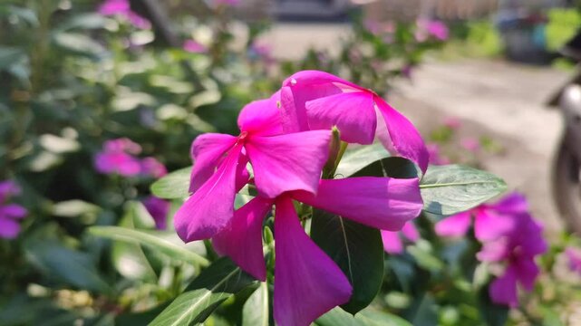 Catharanthus roseus flower blooming with vibrant petals, showing tropical ornamental plant beauty in garden environment.