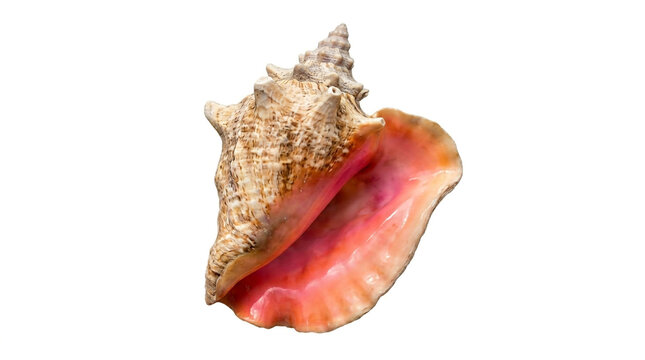 Detailed Queen Conch Seashell PNG &ndash; Exotic Marine Shell Isolated on Transparent