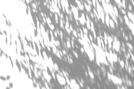 Abstract natural tree branch leaves shadow on white wall background