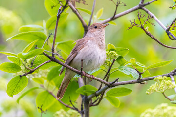Obraz premium Thrush Nightingale, Luscinia luscinia. A bird sits on a tree branch and sings