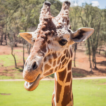 Jirafa