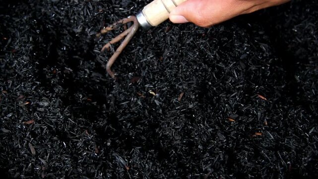 Hand holding a garden fork sweeping burnt rice husks