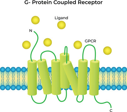 G-Protein Coupled Receptor (GPCR) with Ligand Binding Illustration
