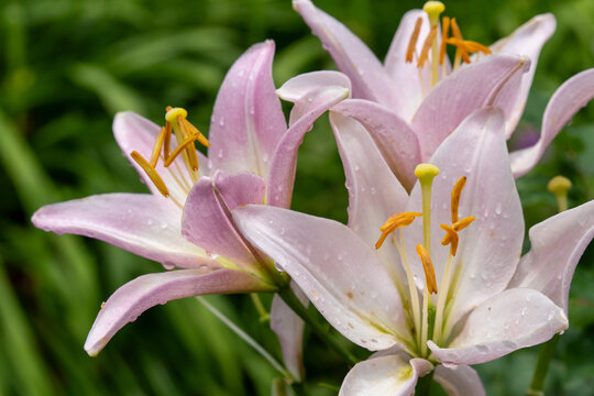 百合の花