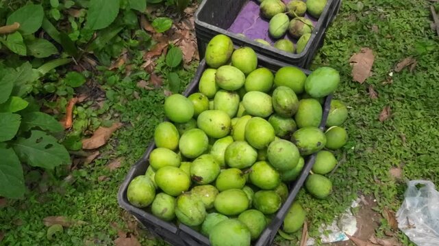 Fresh Raw Green Mangoes in Plastic Crates, Organic Farm Harvest B-roll