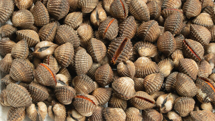 Full frame of fresh live blood cockles texture revealing bright red meat inside the shells. © Rim Light