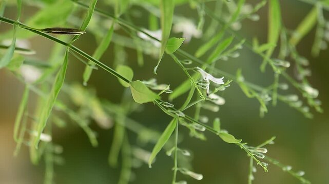 Kariyat or Andrographis paniculata branch green leaves and flowers on natural background.