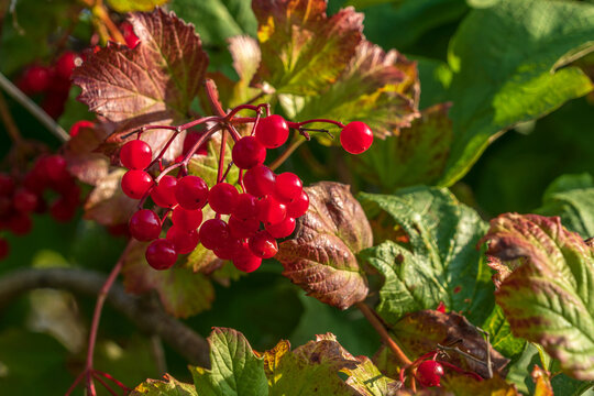 Fruits of Viburnum vulgaris (Viburnum opulus) in the Mikhailovskoye estate of the A. S. Pushkin Museum-Reserve on a sunny summer day, Pushkinskiye Gory, Pskov Region, Russia