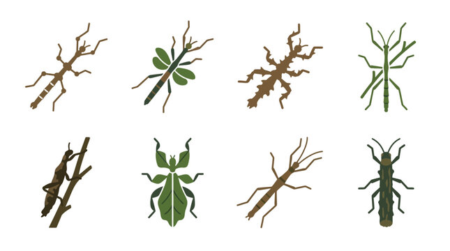 Collection of various insect specimens.