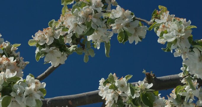 Honey Bee Apis mellifera flying near white apple blossoms against blue sky in spring garden