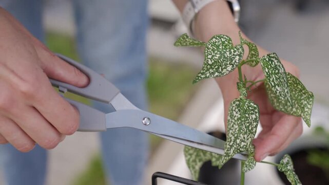 Hands trimming leaves on a spotted green plant with scissors. Concept of plant care pruning and gardening.