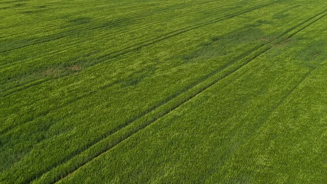 Overhead aerial view of a lush green grain crop field with parallel tractor tracks forming diagonal lines across the frame, Moravia, Czech Republic.