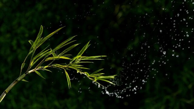 A flexible bamboo branch recoiling, flinging water droplets into the air.