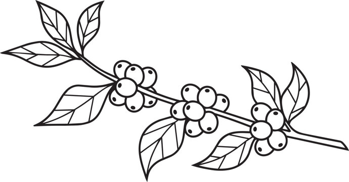 Coffee branch with leaves and coffee beans, black and white vector illustration