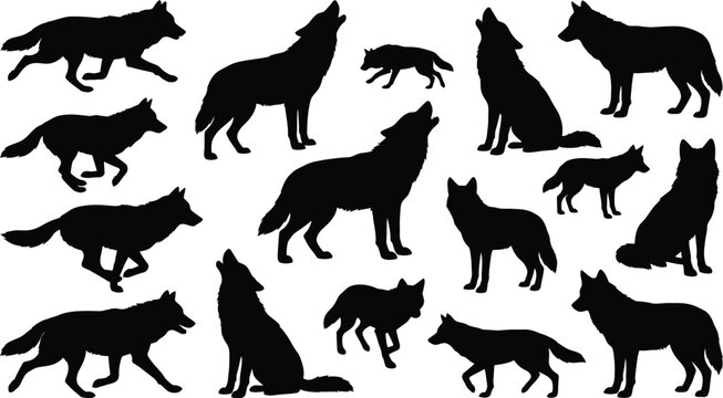 Wild wolf pack black silhouette vector illustration howling running standing animal isolated on white background