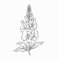 Obraz premium Single hand drawn snapdragon flower stem in minimalist black outline isolated on a white background with snapdragon botanical isolated wildflower illustration minimalist monochrome gardening